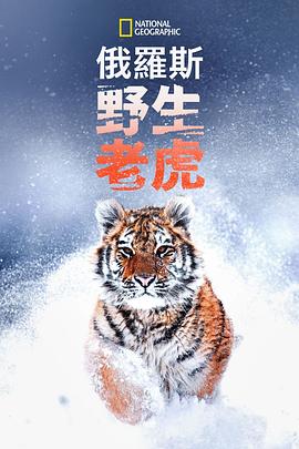 装台电视剧全集免费播放